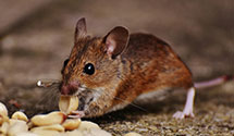 24 Hour & Emergency Exterminators in Prescott, AZ